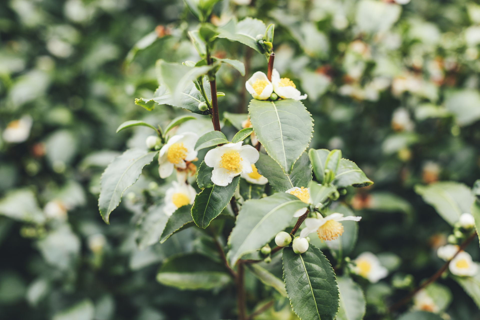 Juliane Lancou – Photographie d'entreprise à Quimper