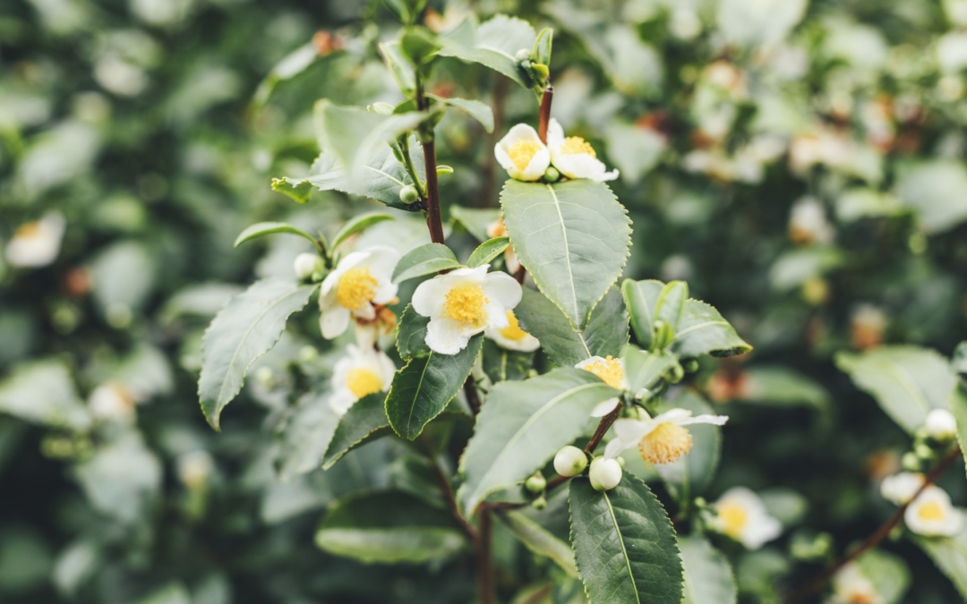 Maison du Thé Breton